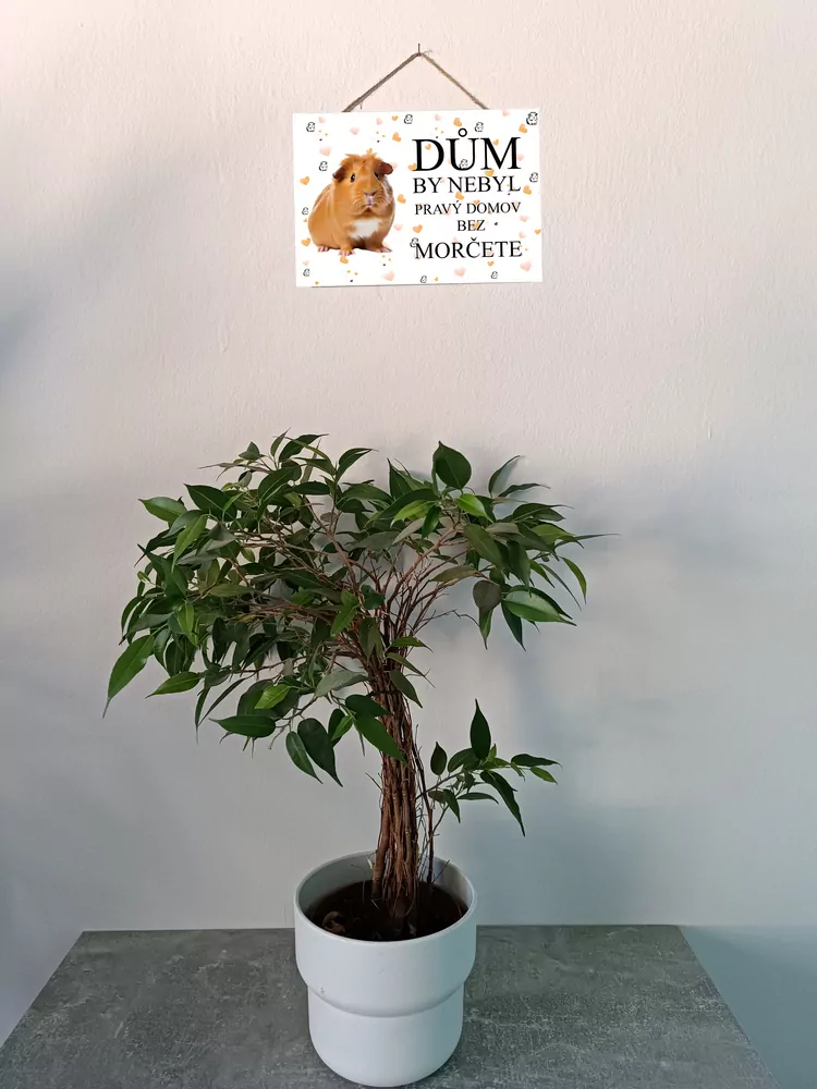 Cedulka se zrzavým morčetem (český text)