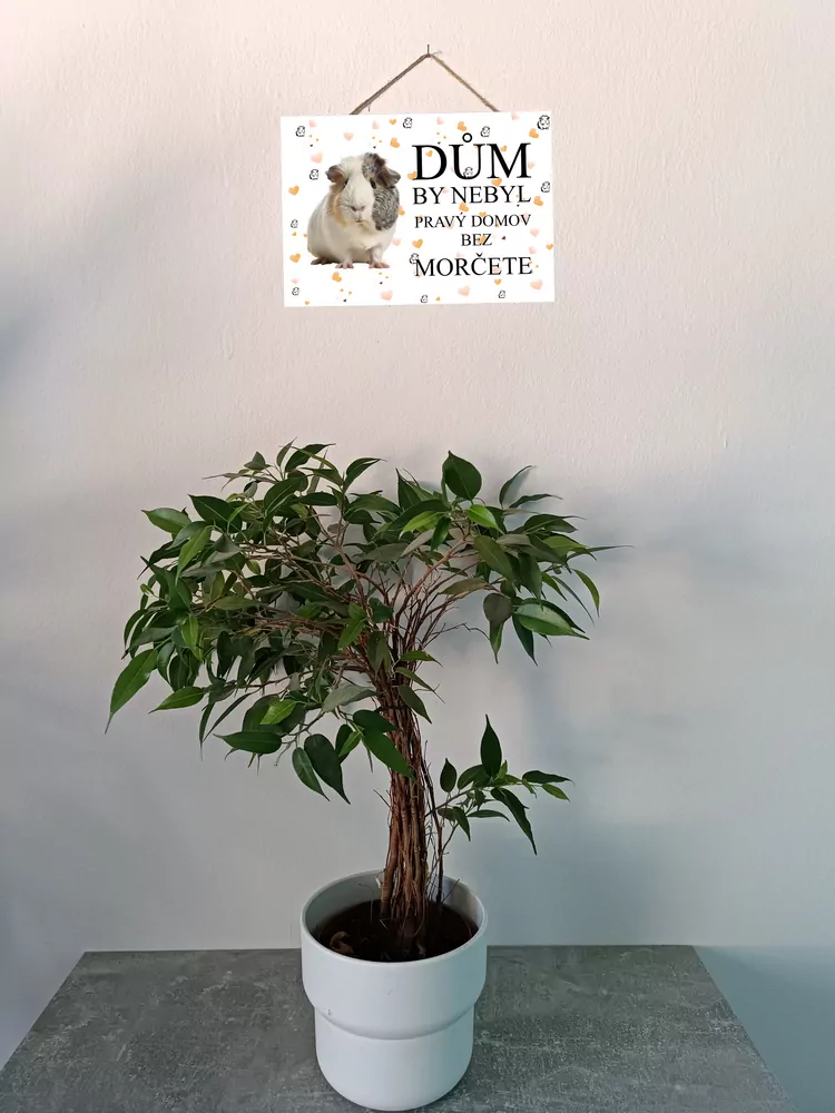 Cedulka s bílošedým morčetem (český text)